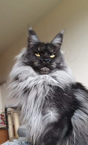 Maine coon kass (2 foto / 3)