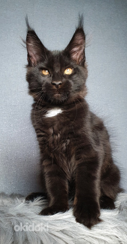 Котята Мейн-кун, профессиональный питомник (фото #2)