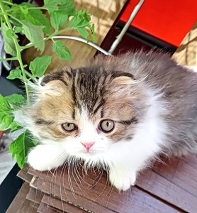 Котята (9 фото из 10)