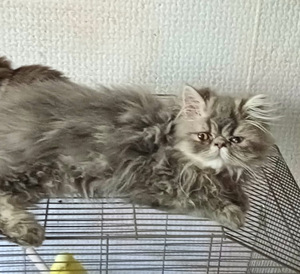 Котята (4 фото из 10)
