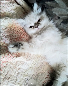 Котята Шотландские (3 фото из 9)
