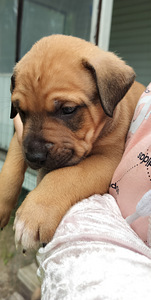 Rottweilermix pentuja (1 valokuva sivusta 3)
