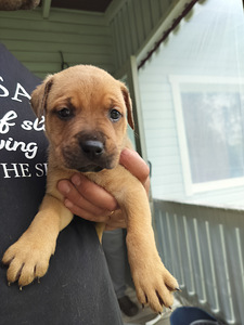 Rottweilermix pentuja (3 valokuva sivusta 3)