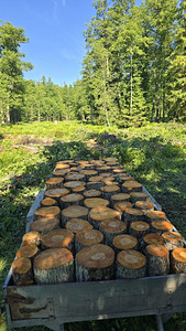 Sanglepa pakud (1 foto / 1)