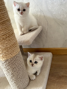 Котята-девочки британской породы (7 фото из 10)