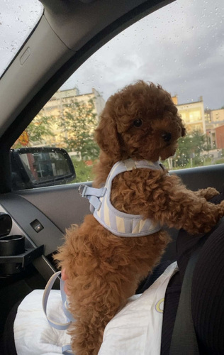 Maltipoo