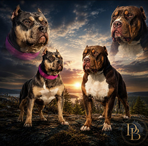 Americanbully pentue (1 valokuva sivusta 1)