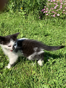 Котёнок, девочка (2 фото из 6)