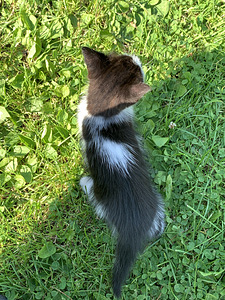 Котёнок, девочка (5 фото из 6)