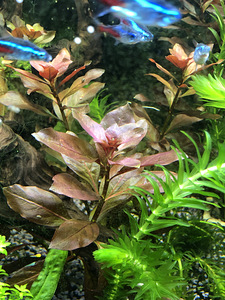 Akvaariumitaimed (4 foto / 5)