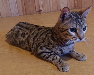 Savann (1 foto / 2)