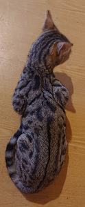 Savann (2 foto / 2)