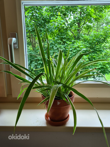 Tups-rohtliilia (Chlorophytum comosum) / Hlorofitum hохlatiy