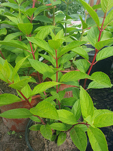 Hortensia istikud (6 foto / 7)