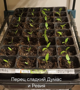 Magusate paprikate istikud müügiks Sort "Rewia" (1 foto / 2)