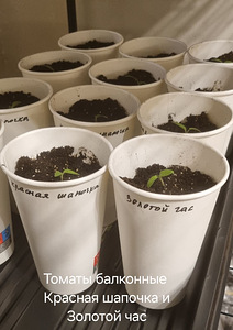 Müüa tomatitaimed "Punane kork" (1 foto / 2)