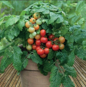 Müüa tomatitaimed "Punane kork" (2 foto / 2)