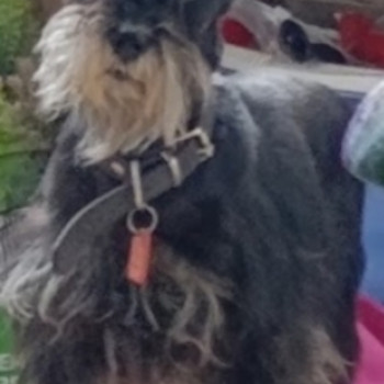 Отдам собаку, 7 лет