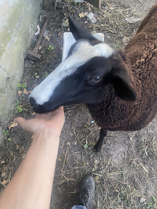 Lambad Zwartbles (5 foto / 5)