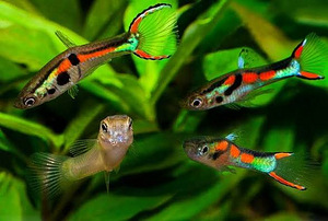 Endleri guppy (1 foto / 1)