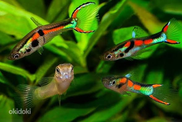 Endleri guppy