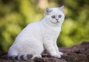 Голубоглазый Скоттиш-страйт мальчик (5 фото из 5)