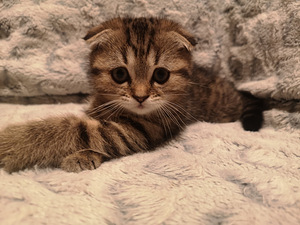 Scottish fold (1 фото из 5)