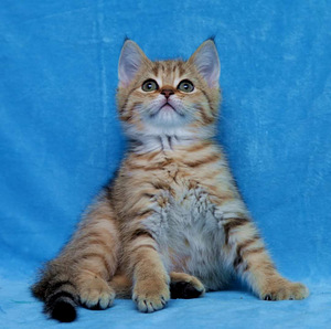 Продам котят scottish stright fold (2 фото из 4)