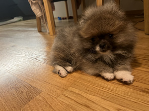 Pommeri kutsikas mees, spitz (1 foto / 4)