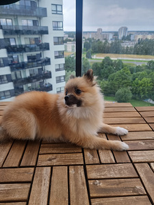 Pommeri kutsikas mees, spits (2 foto / 5)