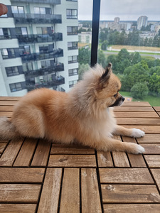Pommeri kutsikas mees, spits (1 foto / 5)