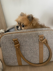 Trixie Koera kandekott (7 foto / 7)