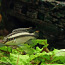 Pelvicachromis pulcher (Pelvicachromis pulcher) (foto #4)