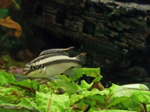 Пельвикахромис пульхер (Pelvicachromis pulcher) (фото #4)