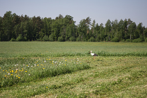 Земля на продажу (2 фото из 2)