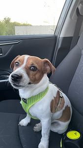 Jack Russell terjeri paaritus (4 foto / 4)