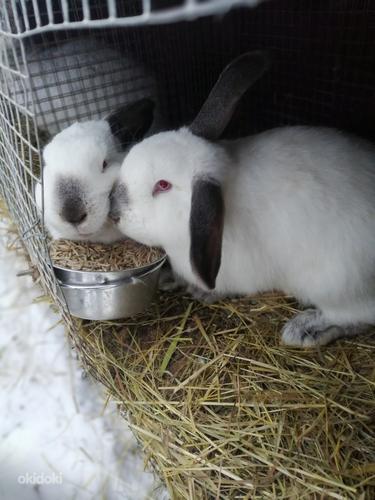 Кролики. (фото #5)