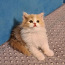 Шотландские котята с родословной (фото #5)