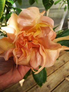 Inglitrompet / Brugmansia istikud (1 foto / 9)