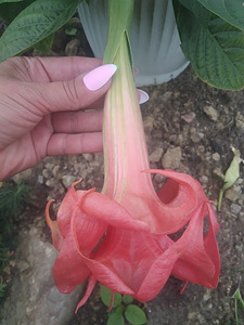 Inglitrompet / Brugmansia istikud (6 foto / 9)
