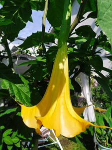 Inglitrompet / brugmansia istikud erinevad (2 foto / 8)