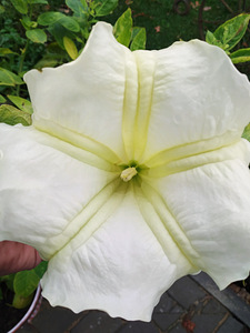 Inglitrompet / brugmansia istikud erinevad (6 foto / 8)