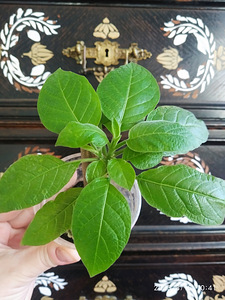 Inglitrompet topeltõieline (3 foto / 5)