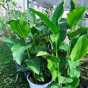 Канна/корневища канны (3 фото из 5)