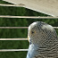 Волнистые попугаи (фото #3)