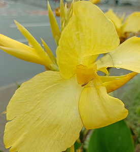 Yellow Kanna Cannova istikud (1 foto / 6)