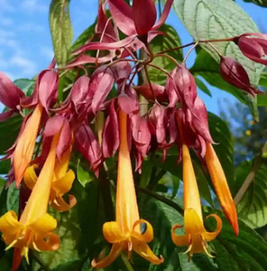 Редкий Deppea Splendens
