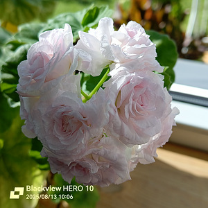 Pelargoon Milfield rose, 1 tk (4 foto / 7)