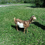 Коза, молочная коза, молочная коза (фото #4)