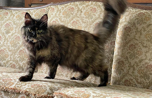Maine Coon emane kass (2 foto / 4)